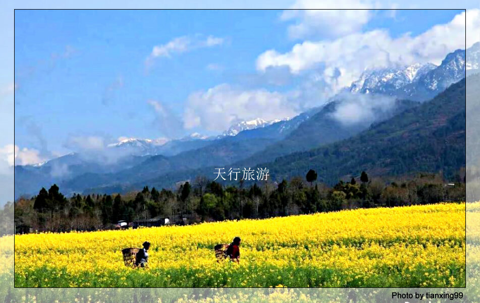 云南旅拍地推薦：初冬微涼空氣中的金色村落—騰沖銀杏村