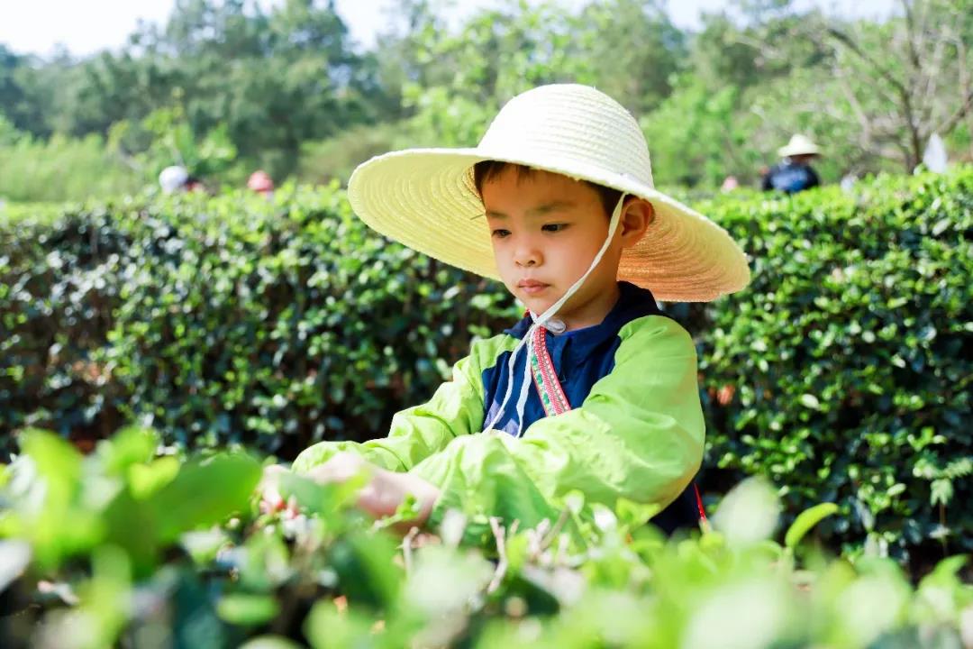 五一假期有安排了嗎？快來體驗采茶制茶品茶樂趣