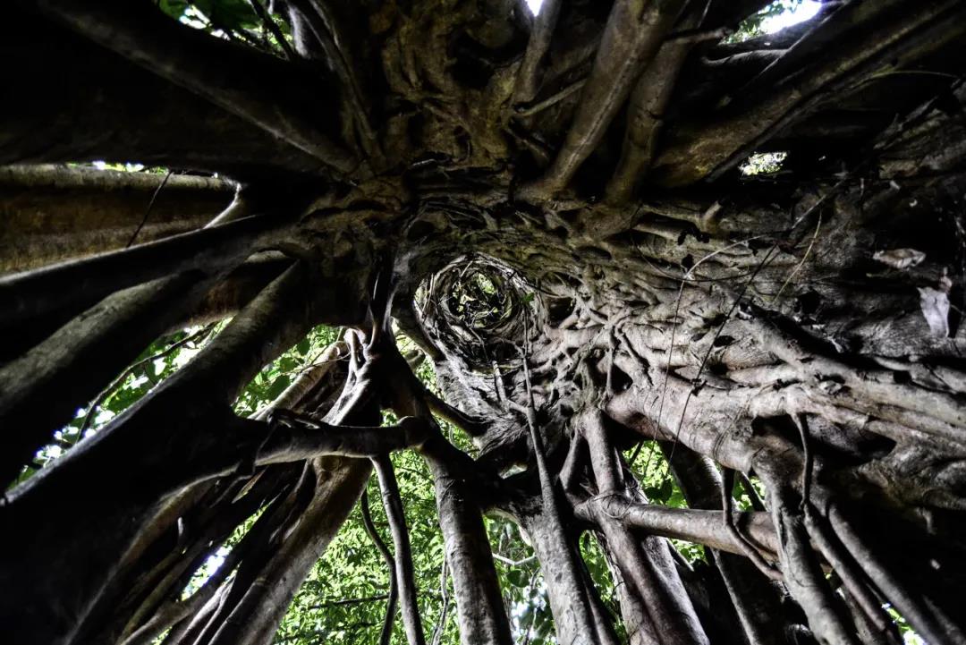 版納中科院植物園