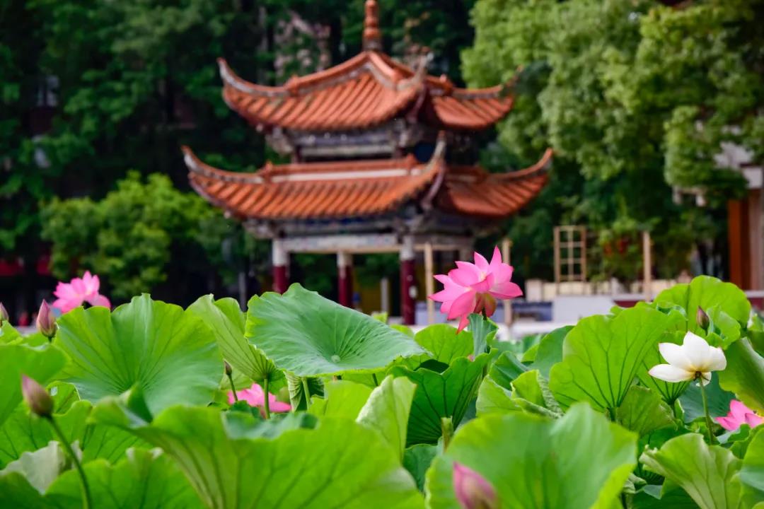 夏日云南這些地方荷花早已盛放,或潔白素雅、或紅如胭脂等你來賞荷