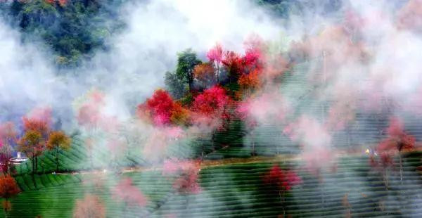 大理無量山櫻花