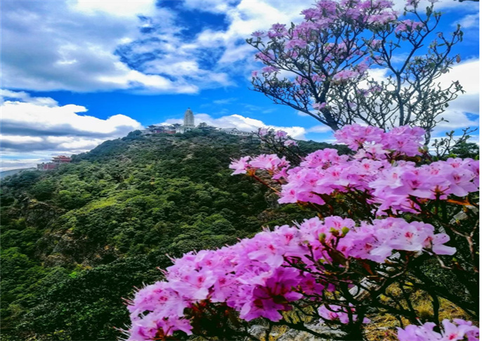 五月浪漫花季-美在大理