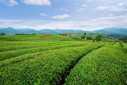  楚雄旅游精品線路推薦—楚雄奇山異水走廊?溫泉康養(yǎng)之旅