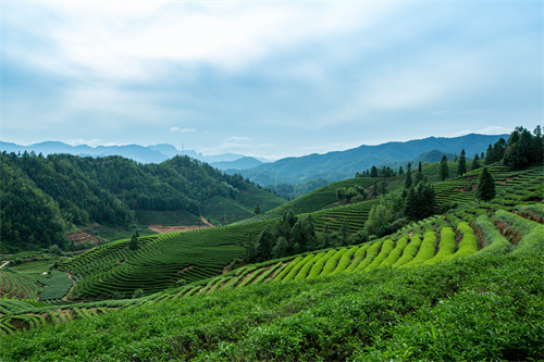 云南旅游 普者黑深藏在云南群山中的人間絕色！美在隨風(fēng)搖曳的萬(wàn)畝荷花海